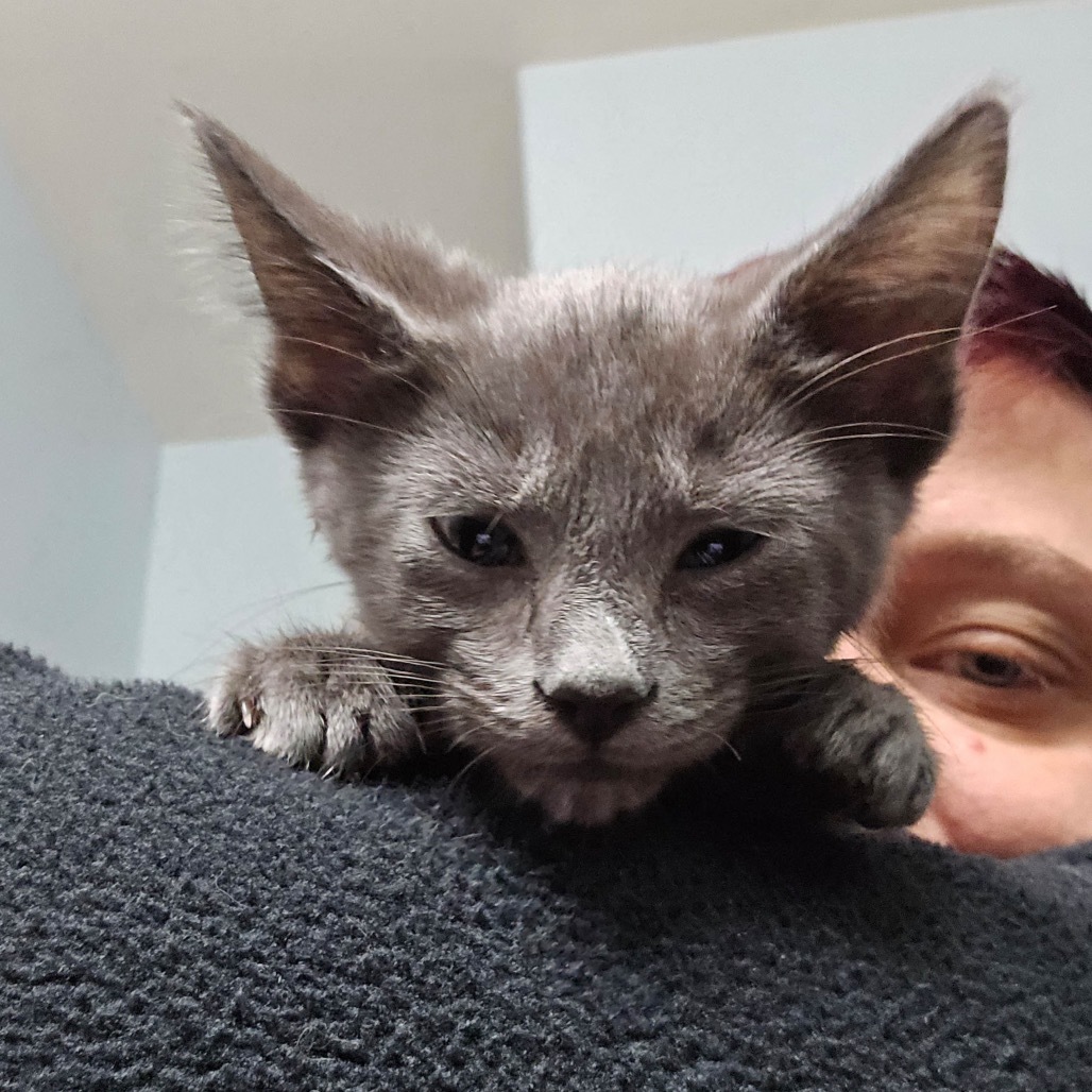 Gandolf, an adoptable Domestic Long Hair in Hailey, ID, 83333 | Photo Image 4
