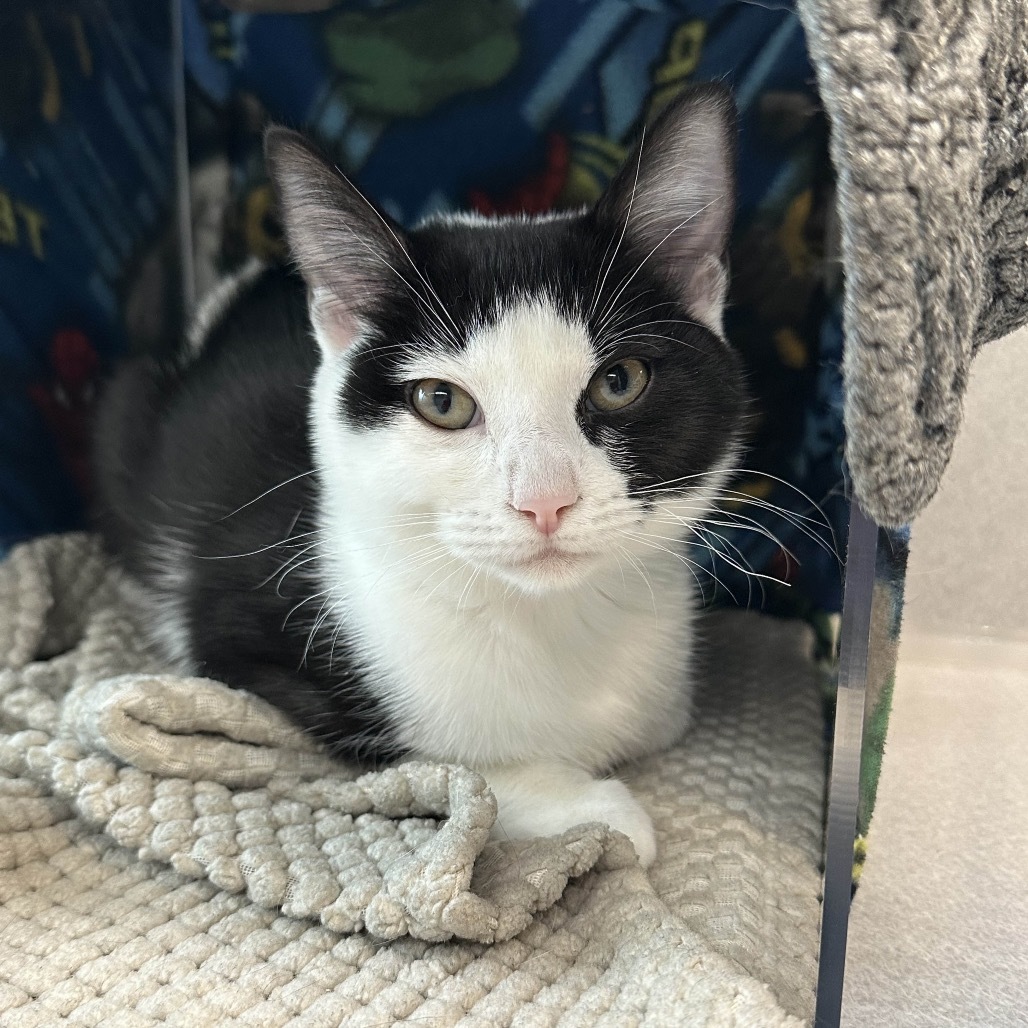 Pixie, an adoptable Domestic Short Hair in Hailey, ID, 83333 | Photo Image 1