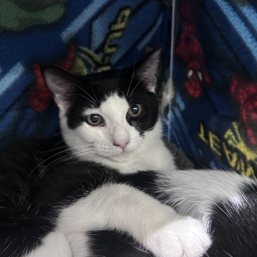 Pixie, an adoptable Domestic Short Hair in Hailey, ID, 83333 | Photo Image 2