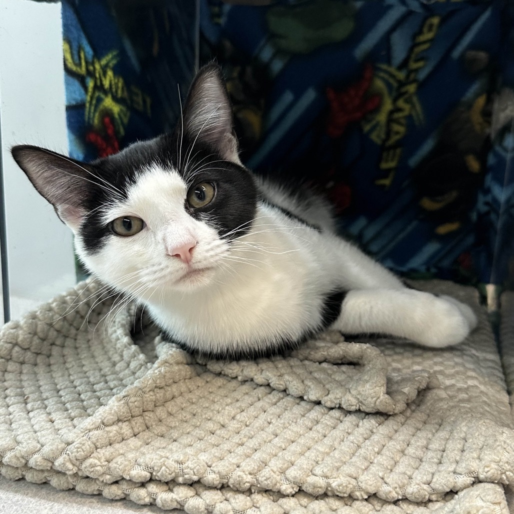 Pixie, an adoptable Domestic Short Hair in Hailey, ID, 83333 | Photo Image 3