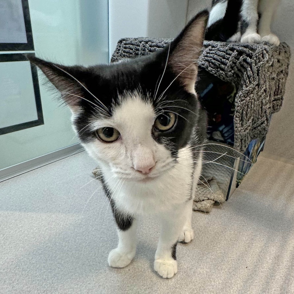 Pixie, an adoptable Domestic Short Hair in Hailey, ID, 83333 | Photo Image 3