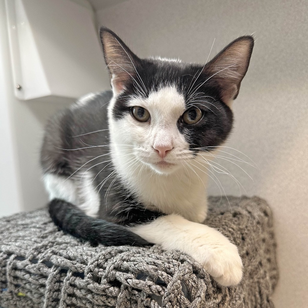 Pixie, an adoptable Domestic Short Hair in Hailey, ID, 83333 | Photo Image 5