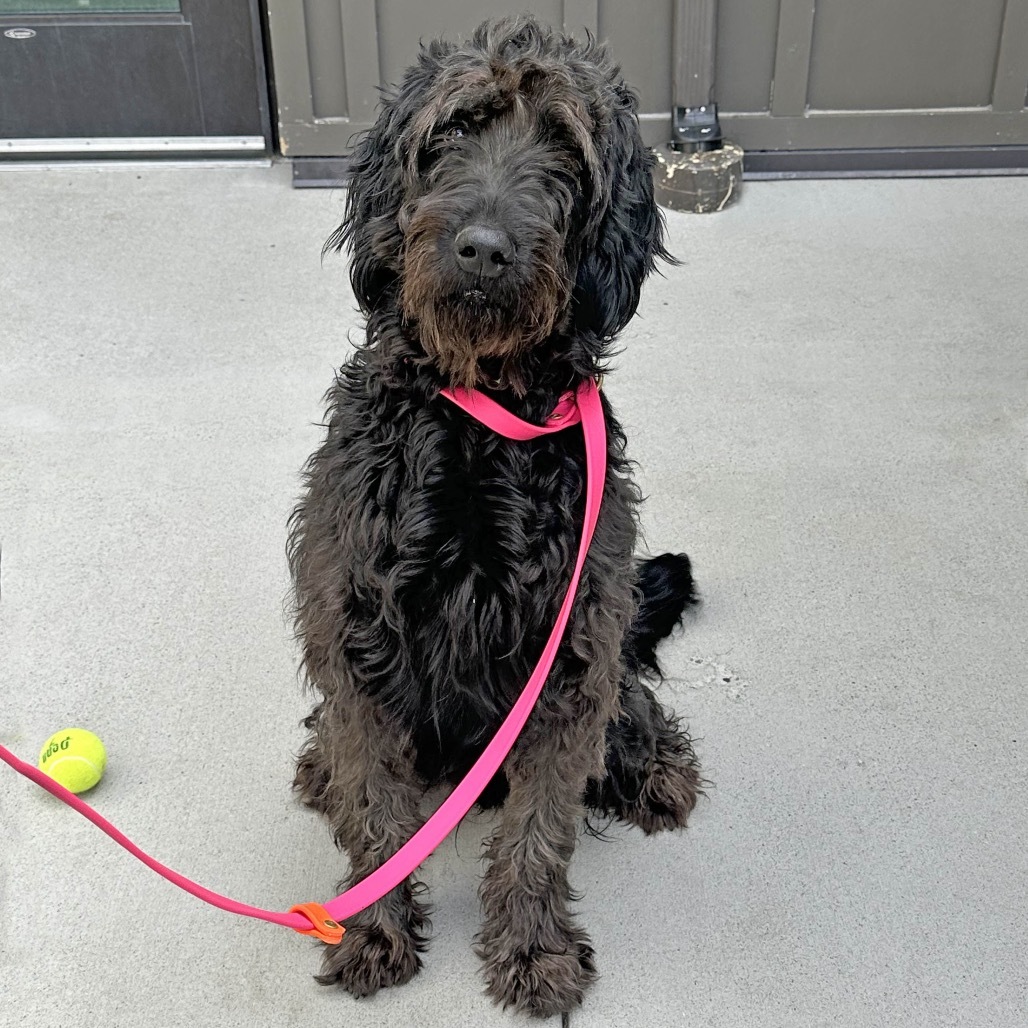 Chewy, an adoptable Mixed Breed in Hailey, ID, 83333 | Photo Image 1