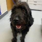 Chewy, an adoptable Mixed Breed in Hailey, ID, 83333 | Photo Image 2