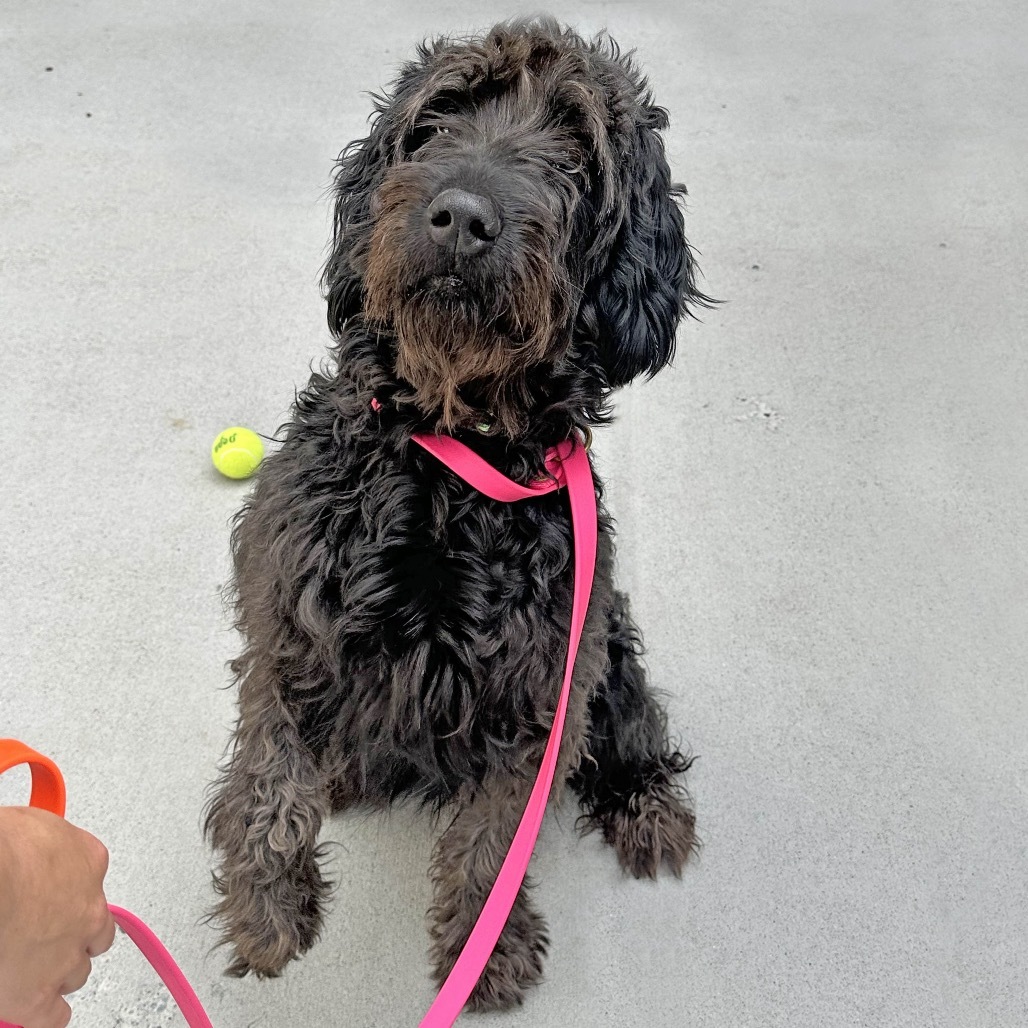 Chewy, an adoptable Mixed Breed in Hailey, ID, 83333 | Photo Image 3
