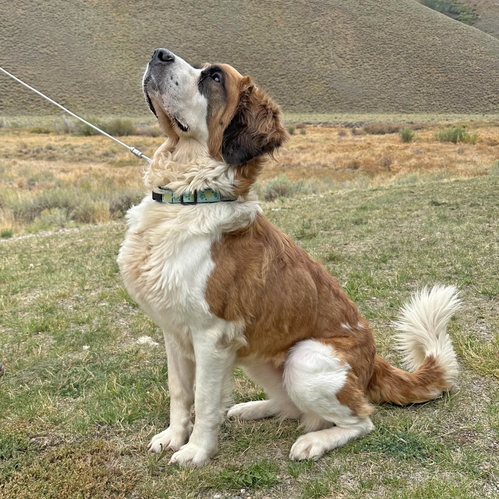 Lady, an adoptable Mixed Breed in Hailey, ID, 83333 | Photo Image 1