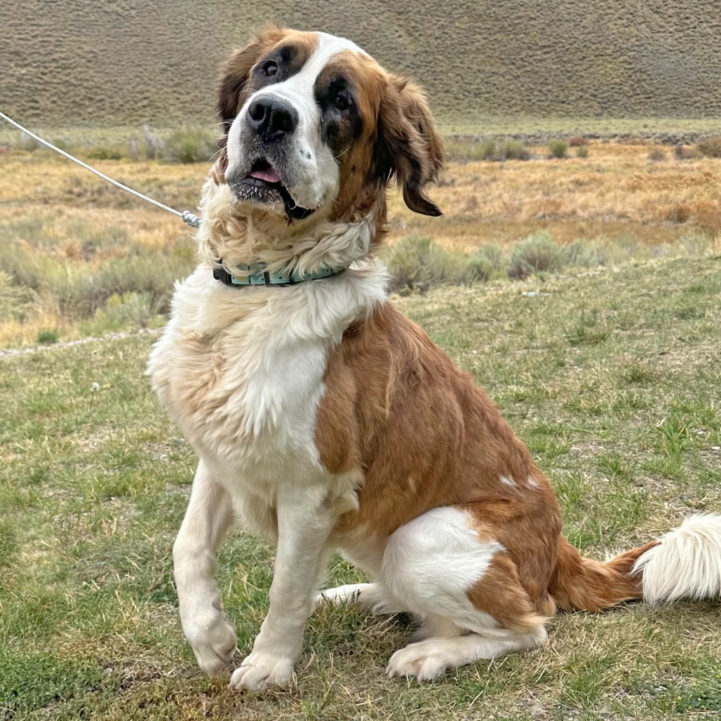 Lady, an adoptable Mixed Breed in Hailey, ID, 83333 | Photo Image 2