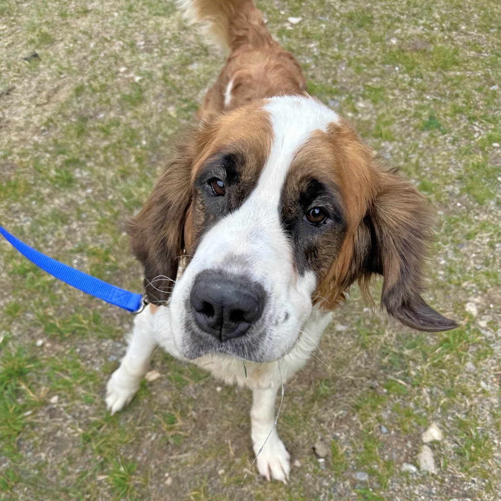Lady, an adoptable Mixed Breed in Hailey, ID, 83333 | Photo Image 3