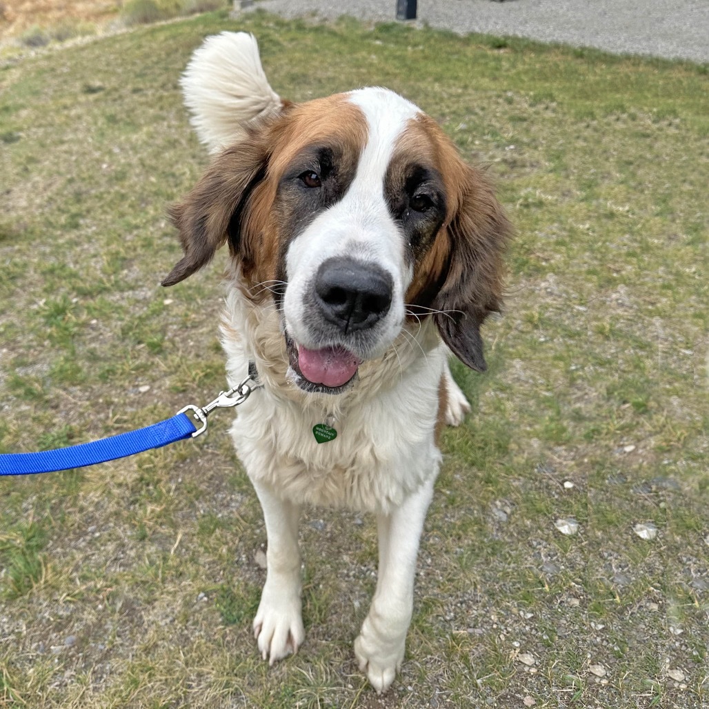 Lady, an adoptable Mixed Breed in Hailey, ID, 83333 | Photo Image 4