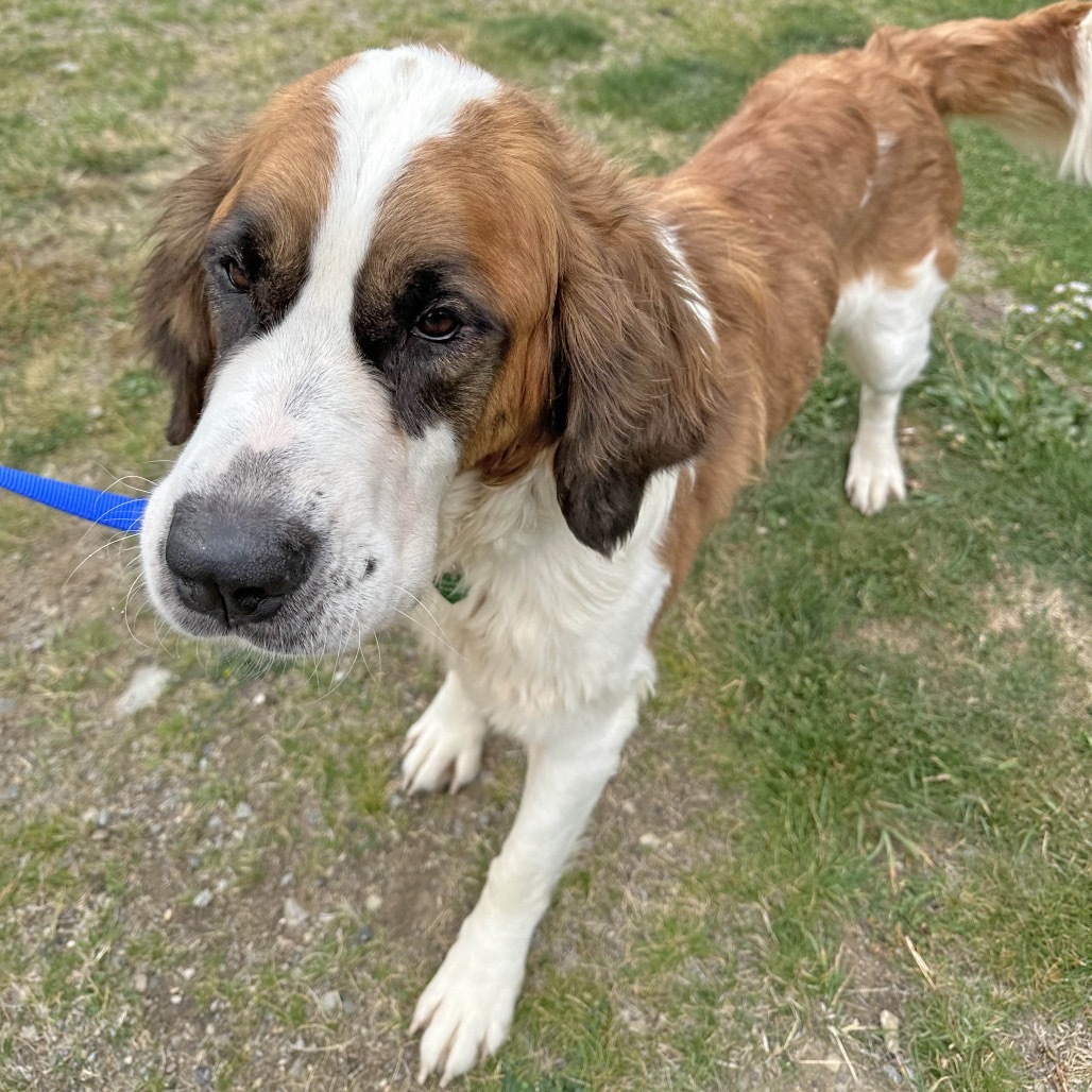 Lady, an adoptable Mixed Breed in Hailey, ID, 83333 | Photo Image 5