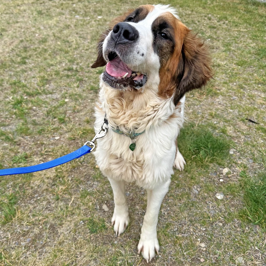Lady, an adoptable Mixed Breed in Hailey, ID, 83333 | Photo Image 6