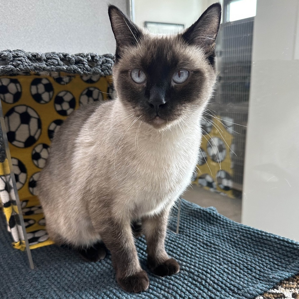Charlotte, an adoptable Siamese in Hailey, ID, 83333 | Photo Image 1