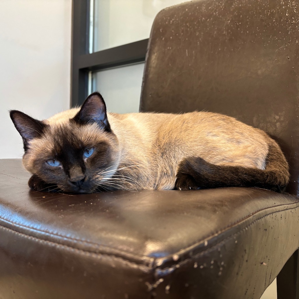 Charlotte, an adoptable Siamese in Hailey, ID, 83333 | Photo Image 1