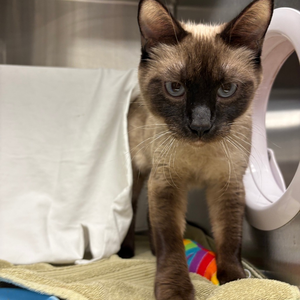 Charlotte, an adoptable Siamese in Hailey, ID, 83333 | Photo Image 2