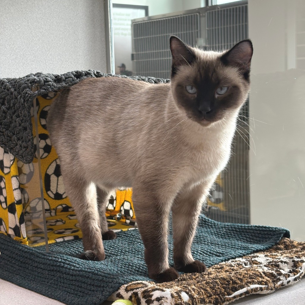 Charlotte, an adoptable Siamese in Hailey, ID, 83333 | Photo Image 2
