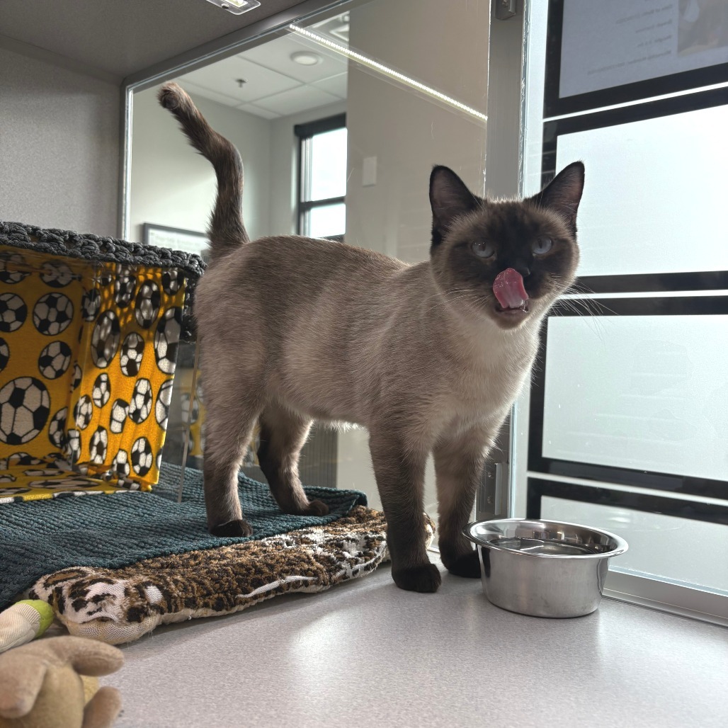 Charlotte, an adoptable Siamese in Hailey, ID, 83333 | Photo Image 3