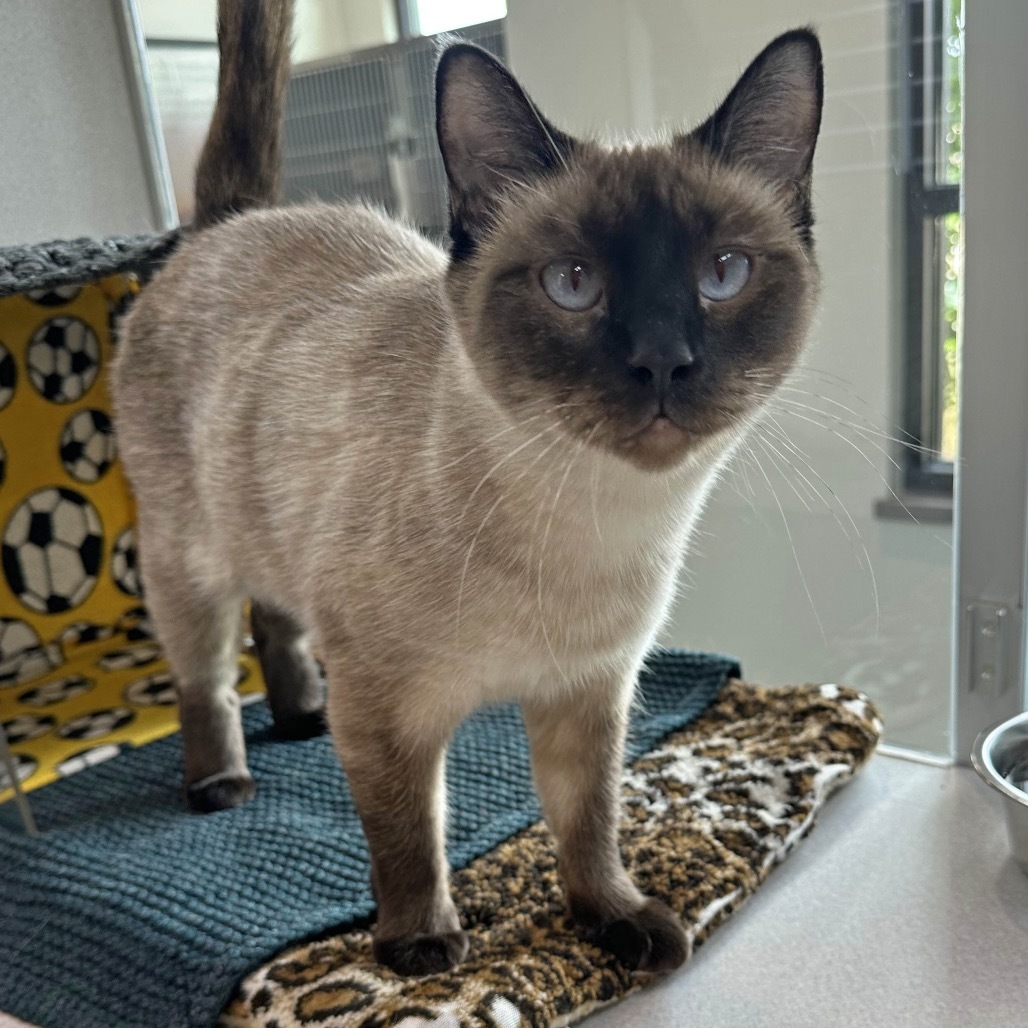 Charlotte, an adoptable Siamese in Hailey, ID, 83333 | Photo Image 3
