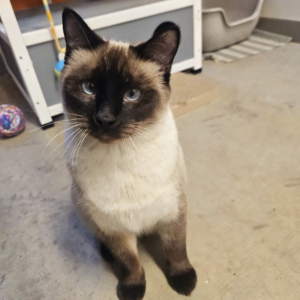 Charlotte, an adoptable Siamese in Hailey, ID, 83333 | Photo Image 4
