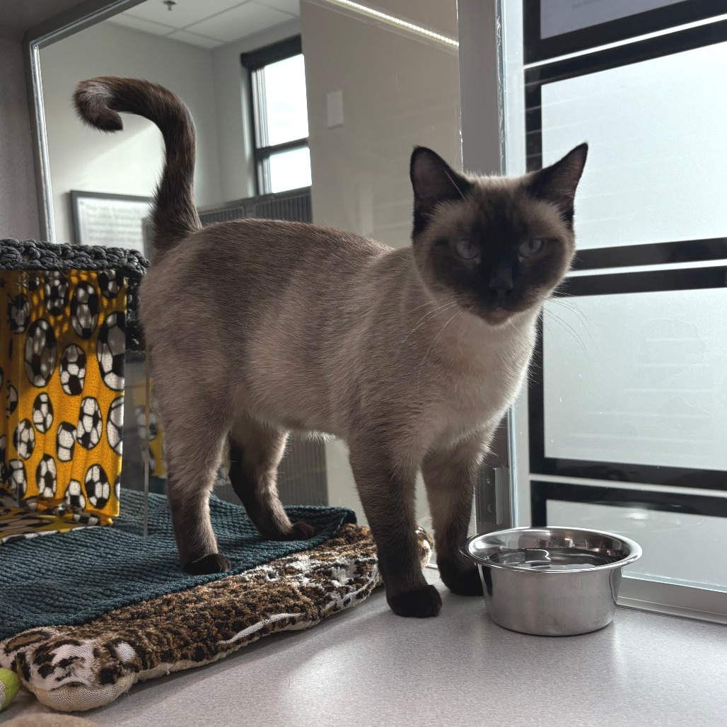 Charlotte, an adoptable Siamese in Hailey, ID, 83333 | Photo Image 5