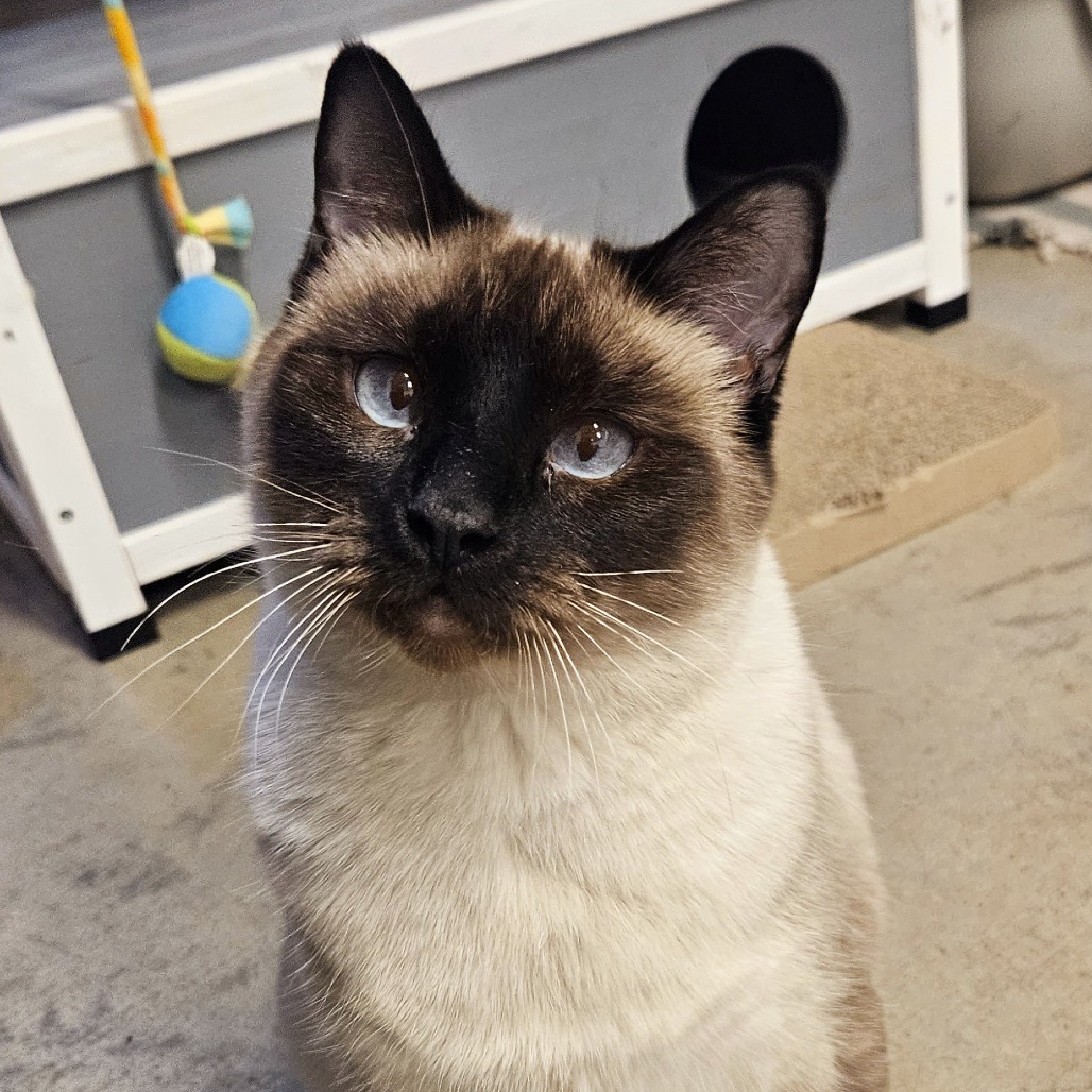 Charlotte, an adoptable Siamese in Hailey, ID, 83333 | Photo Image 5