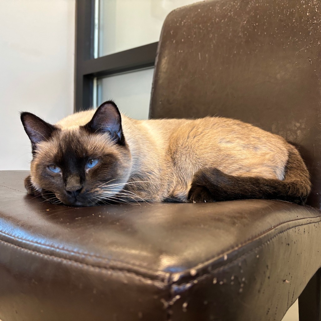 Charlotte, an adoptable Siamese in Hailey, ID, 83333 | Photo Image 6
