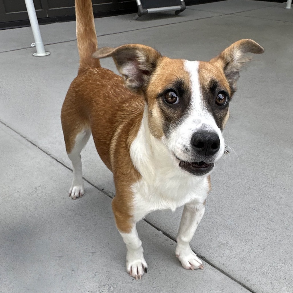 Lulu, an adoptable Mixed Breed in Hailey, ID, 83333 | Photo Image 1