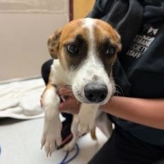 Lulu, an adoptable Mixed Breed in Hailey, ID, 83333 | Photo Image 2