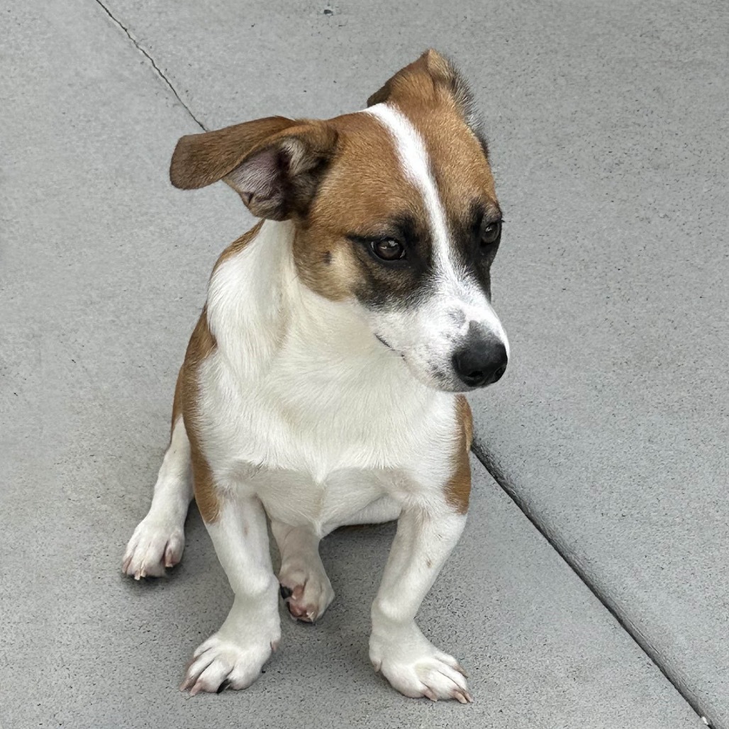Lulu, an adoptable Mixed Breed in Hailey, ID, 83333 | Photo Image 3