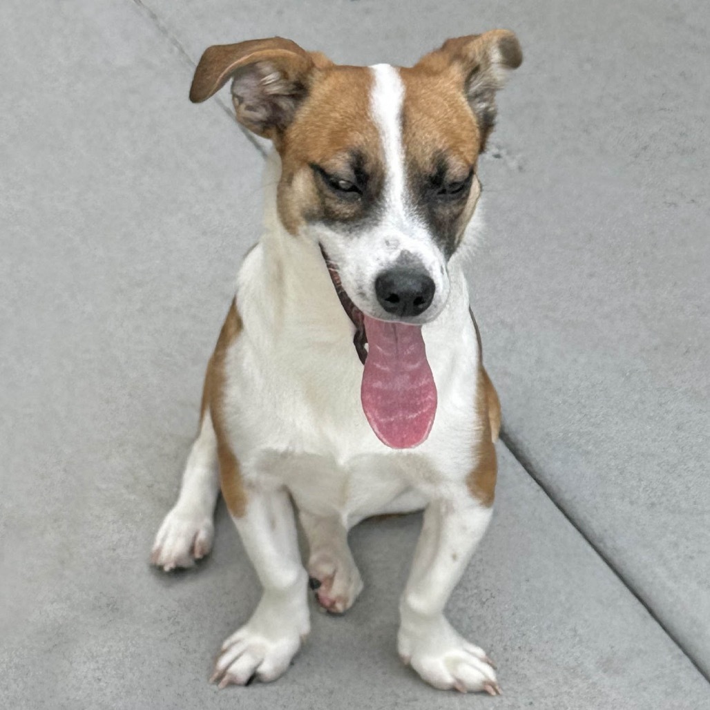 Lulu, an adoptable Mixed Breed in Hailey, ID, 83333 | Photo Image 4