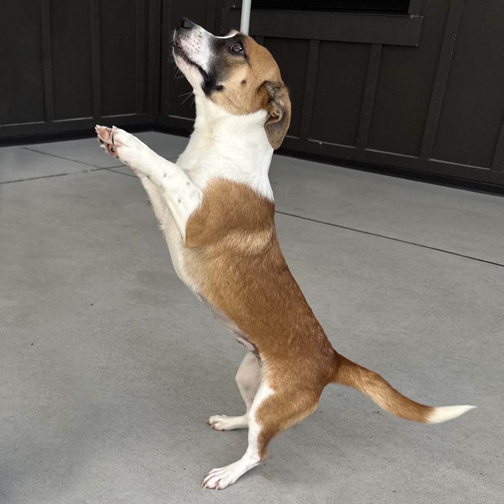 Lulu, an adoptable Mixed Breed in Hailey, ID, 83333 | Photo Image 5