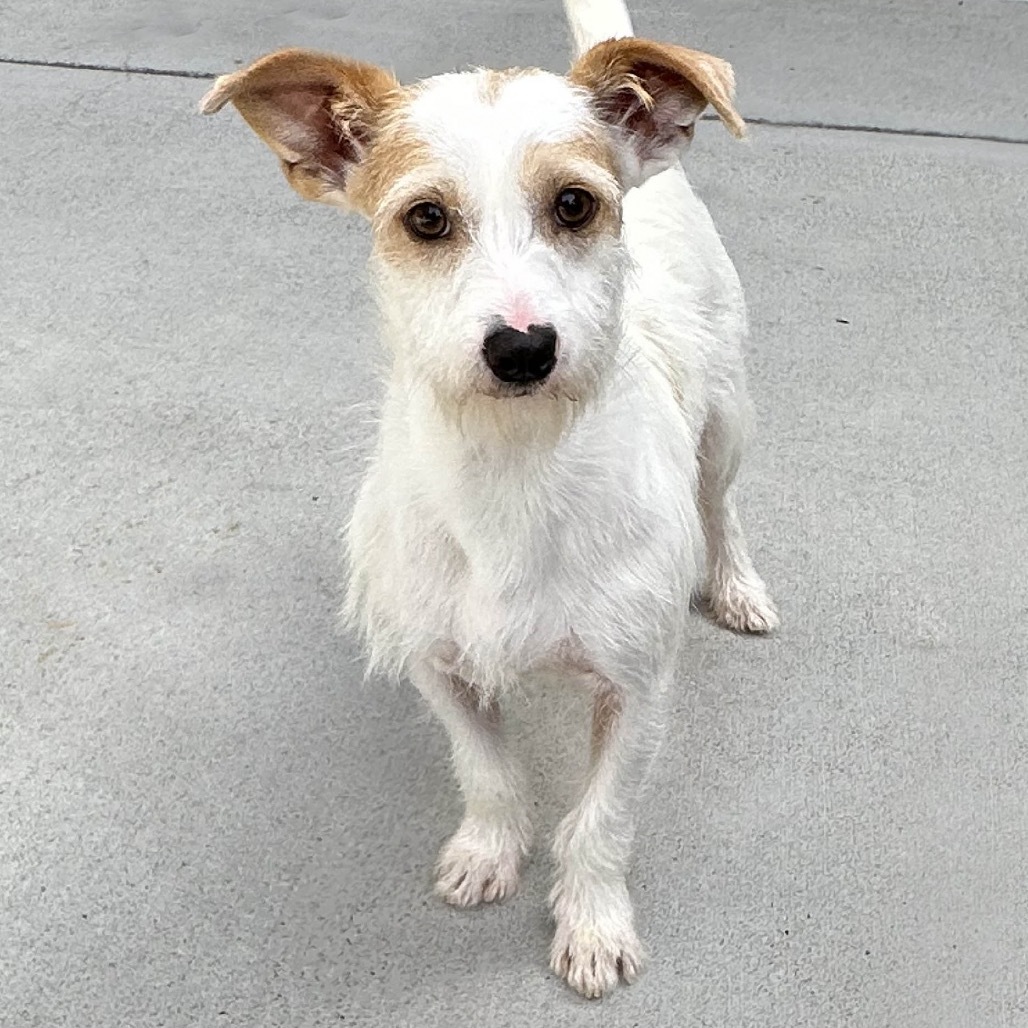 Winnie, an adoptable Mixed Breed in Hailey, ID, 83333 | Photo Image 1