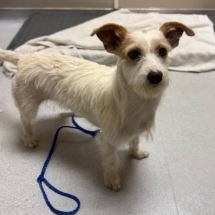 Winnie, an adoptable Mixed Breed in Hailey, ID, 83333 | Photo Image 2