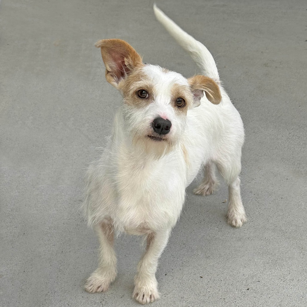 Winnie, an adoptable Mixed Breed in Hailey, ID, 83333 | Photo Image 3