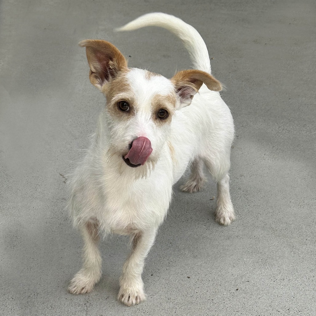 Winnie, an adoptable Mixed Breed in Hailey, ID, 83333 | Photo Image 4