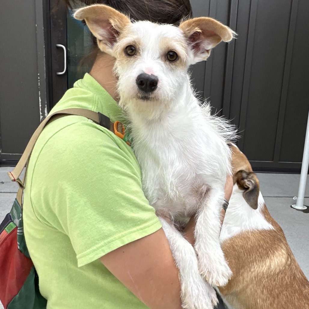 Winnie, an adoptable Mixed Breed in Hailey, ID, 83333 | Photo Image 5