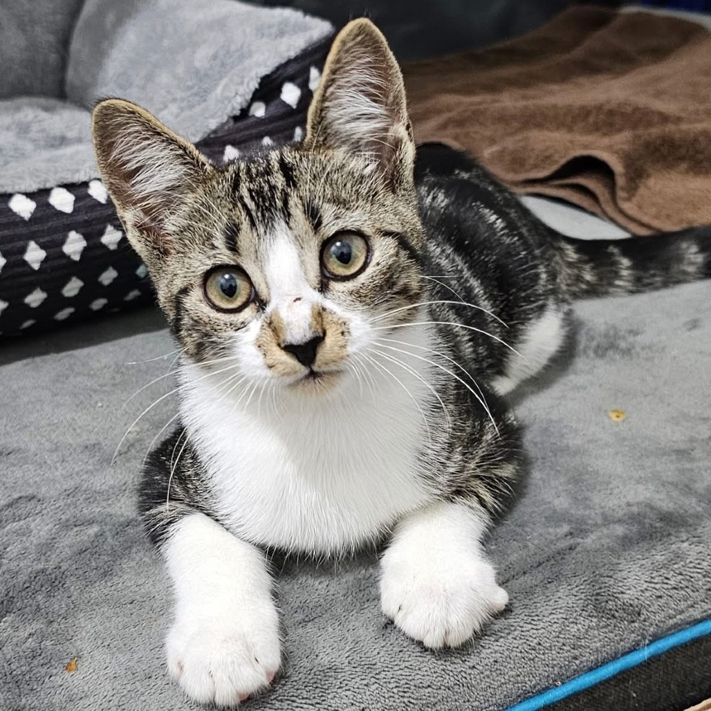 Nora, an adoptable Domestic Short Hair in Bangor, ME, 04401 | Photo Image 1