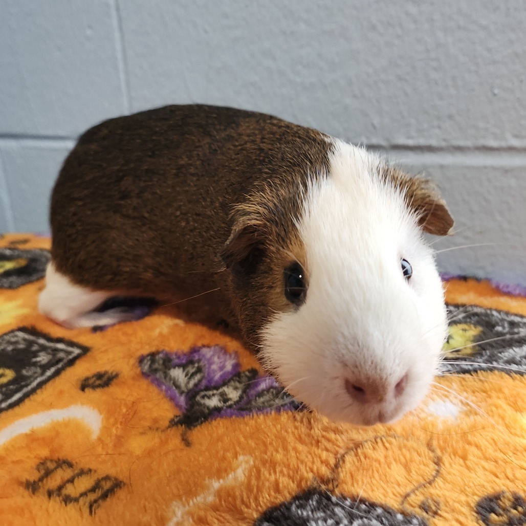 Finn