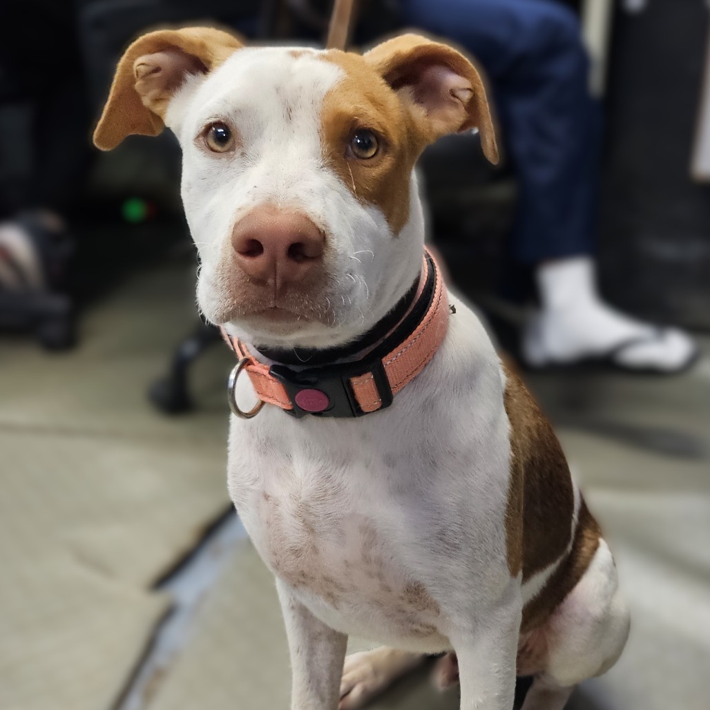 Kong, an adoptable Shar-Pei, Labrador Retriever in Wahiawa, HI, 96786 | Photo Image 1