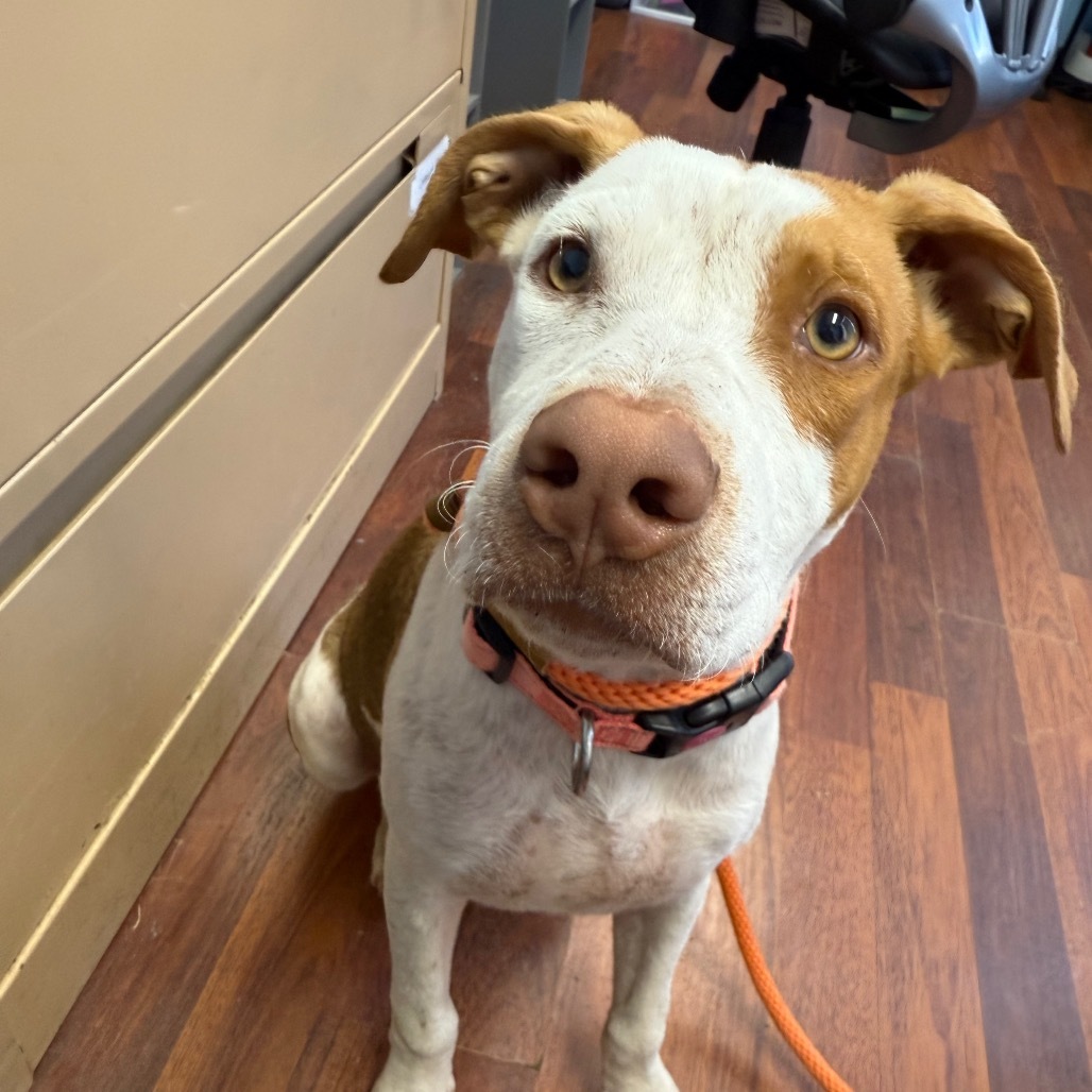 Kong, an adoptable Shar-Pei, Labrador Retriever in Wahiawa, HI, 96786 | Photo Image 2