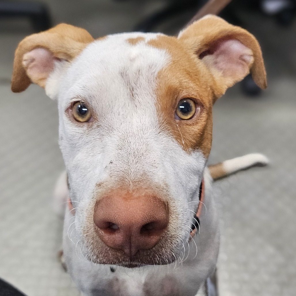 Kong, an adoptable Shar-Pei, Labrador Retriever in Wahiawa, HI, 96786 | Photo Image 3