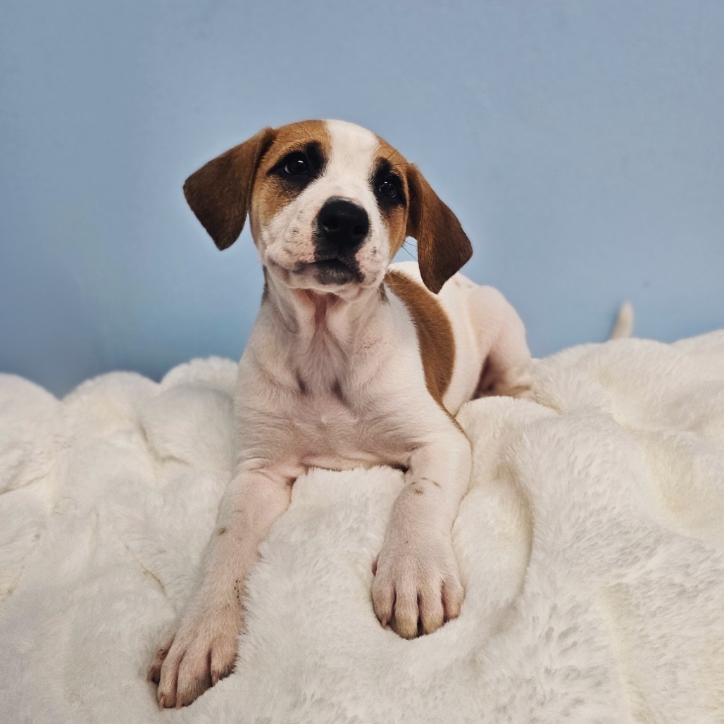 Smidge, an adoptable Terrier, Mixed Breed in Wahiawa, HI, 96786 | Photo Image 1