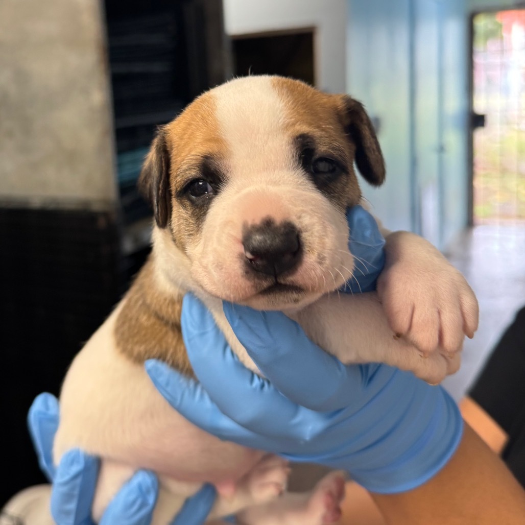 Smidge, an adoptable Terrier, Mixed Breed in Wahiawa, HI, 96786 | Photo Image 2