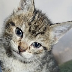 Cilantro