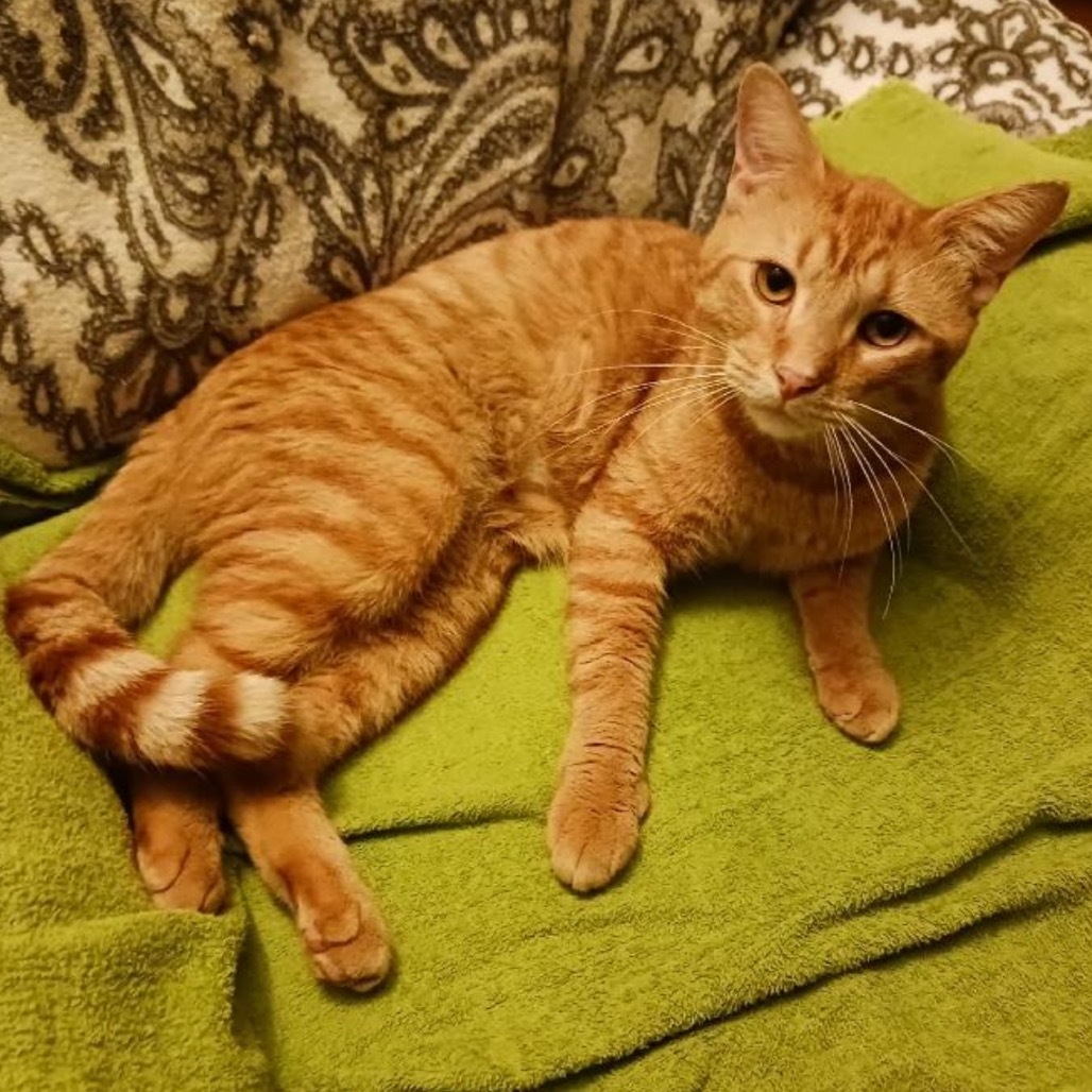 Carrot Top, an adoptable Domestic Short Hair in Bismarck, ND, 58507 | Photo Image 1