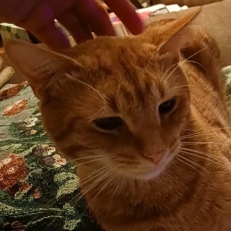 Carrot Top, an adoptable Domestic Short Hair in Bismarck, ND, 58507 | Photo Image 2