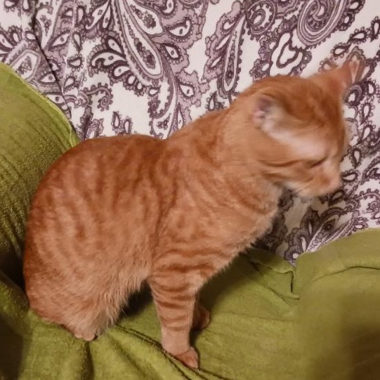 Carrot Top, an adoptable Domestic Short Hair in Bismarck, ND, 58507 | Photo Image 3