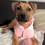 Becky, an adoptable Mixed Breed in Bend, OR, 97702 | Photo Image 2