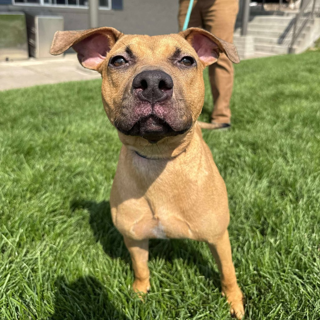 Becky, an adoptable Mixed Breed in Bend, OR, 97702 | Photo Image 3