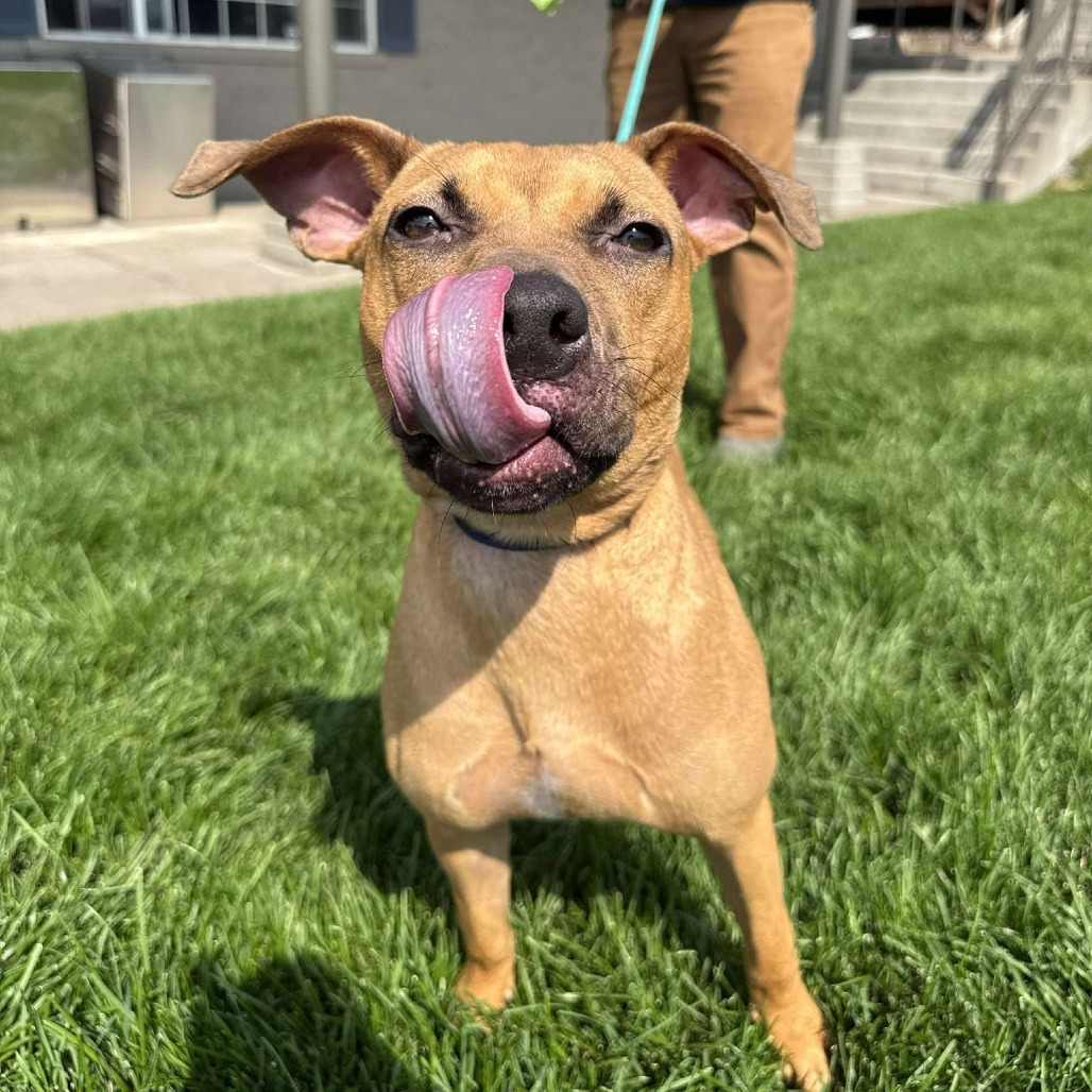 Becky, an adoptable Mixed Breed in Bend, OR, 97702 | Photo Image 4