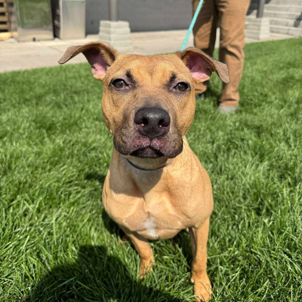 Becky, an adoptable Mixed Breed in Bend, OR, 97702 | Photo Image 5